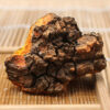 Champignon Chaga